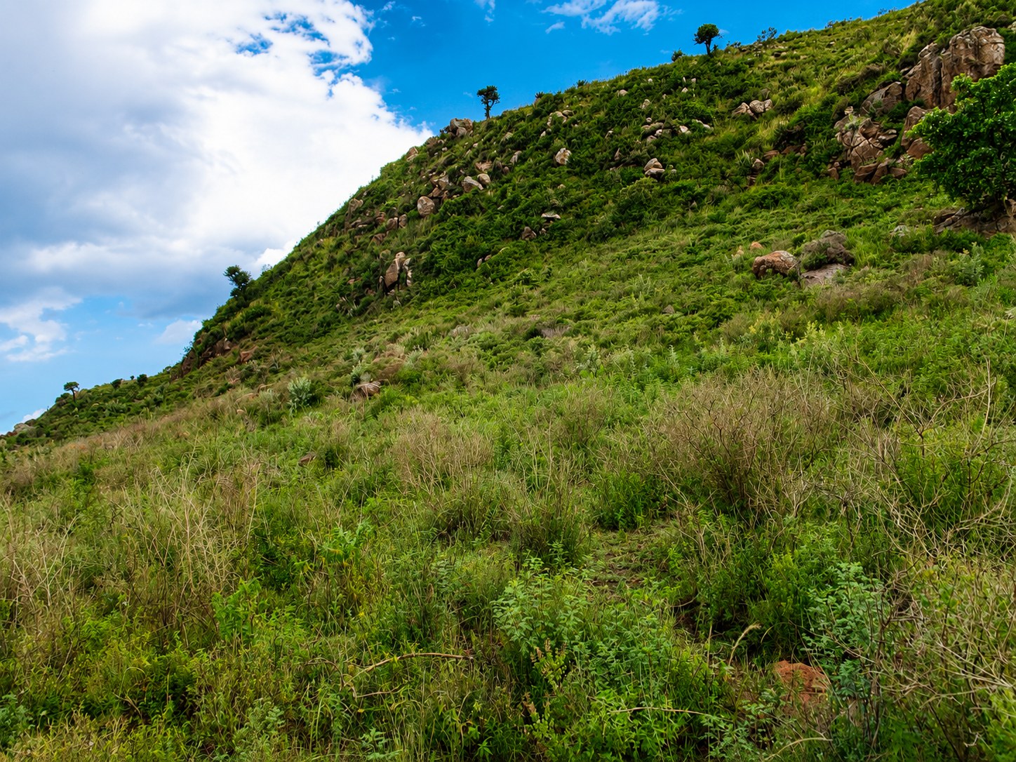 Hillside terrain and natural vegetation